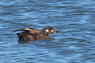 White-winged Scoter