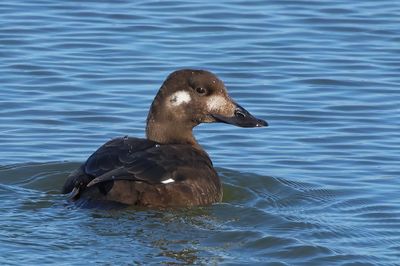 White-winged Scoter
