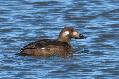 White-winged Scoter