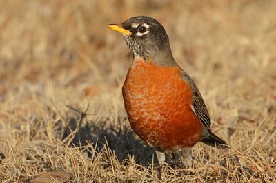 American Robin