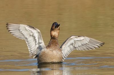 Canvasback