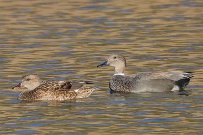 Gadwall