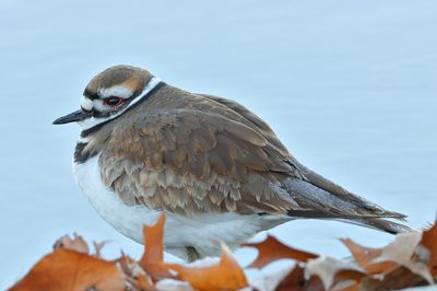 Killdeer