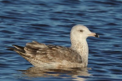 Herring Gull