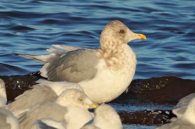 Thayer's Gull