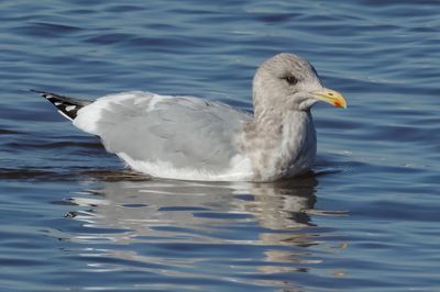 Thayer's Gull