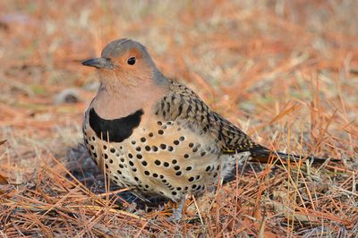 Northern Flicker