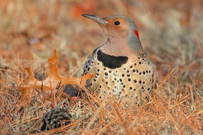 Northern Flicker