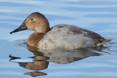 Canvasback