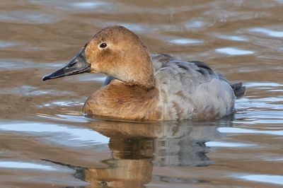 Canvasback