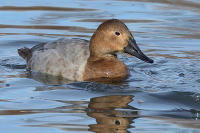 Canvasback