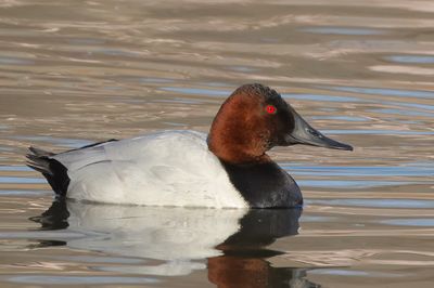Canvasback