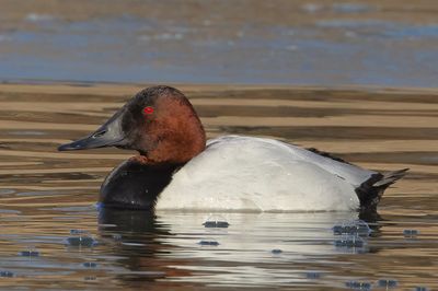 Canvasback