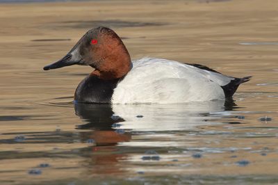 Canvasback