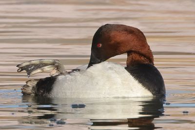 Canvasback