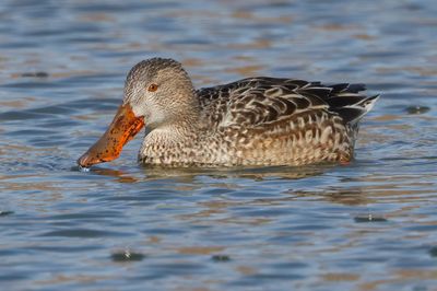 Northern Shoveler