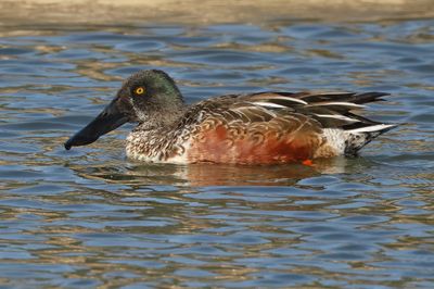 Northern Shoveler
