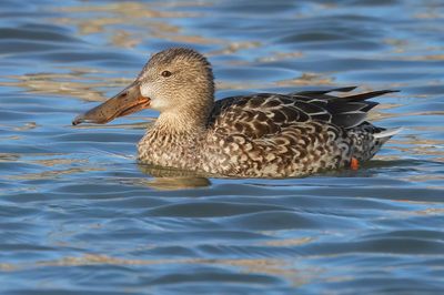 Northern Shoveler