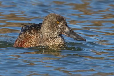 Northern Shoveler