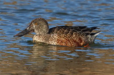 Northern Shoveler