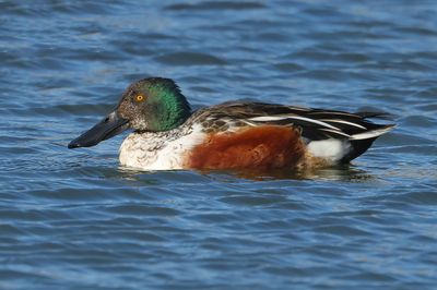 Northern Shoveler