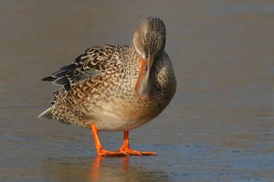 Northern Shoveler
