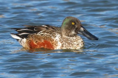 Northern Shoveler