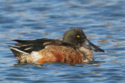 Northern Shoveler