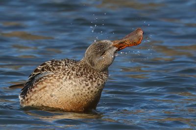 Northerr Shoveler