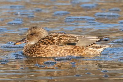 Gadwall