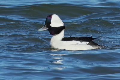 Bufflehead