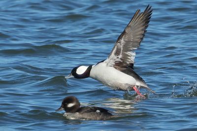 Bufflehead