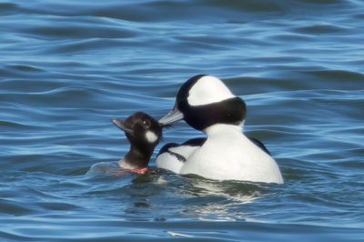 Bufflehead