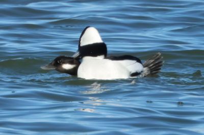 Bufflehead