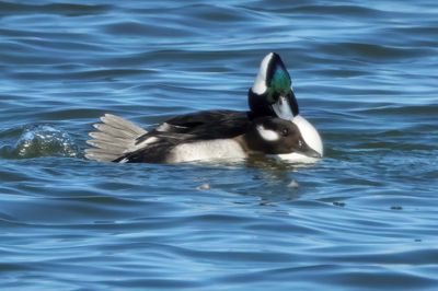 Bufflehead