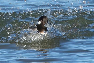 Bufflehead
