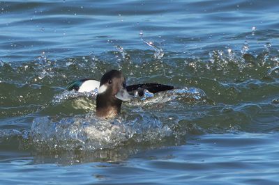 Bufflehead
