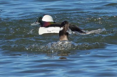 Bufflehead