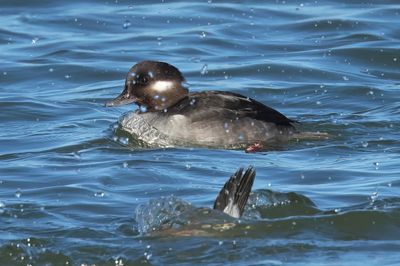 Bufflehead