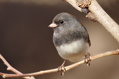 Dark-eyed Junco