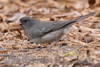 Dark-eyed Junco