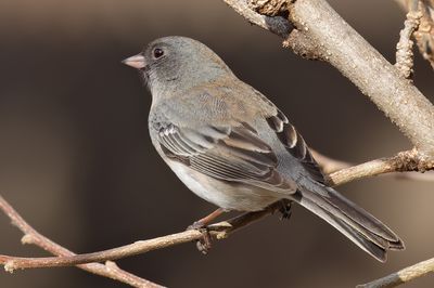 Dark-eyed Junco