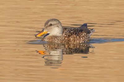 Gadwall