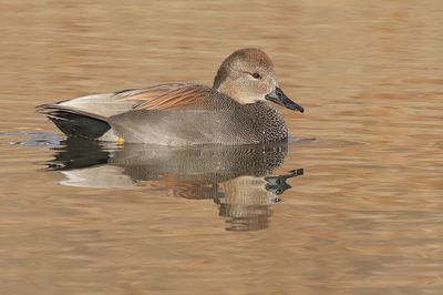 Gadwall