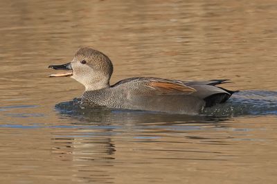 Gadwall