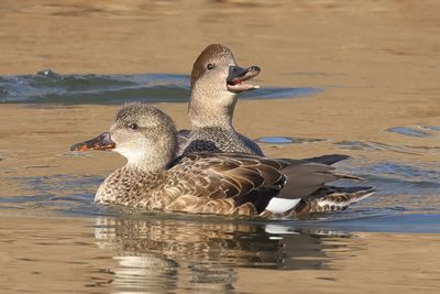 Gadwall