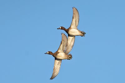 Lesser Scaup