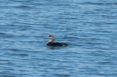 Pacific Loon