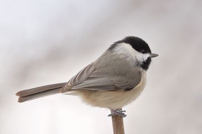 Carolina Chickadee