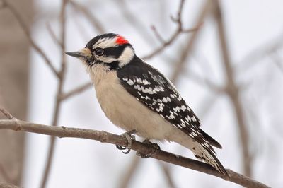 Downy Woodpecker